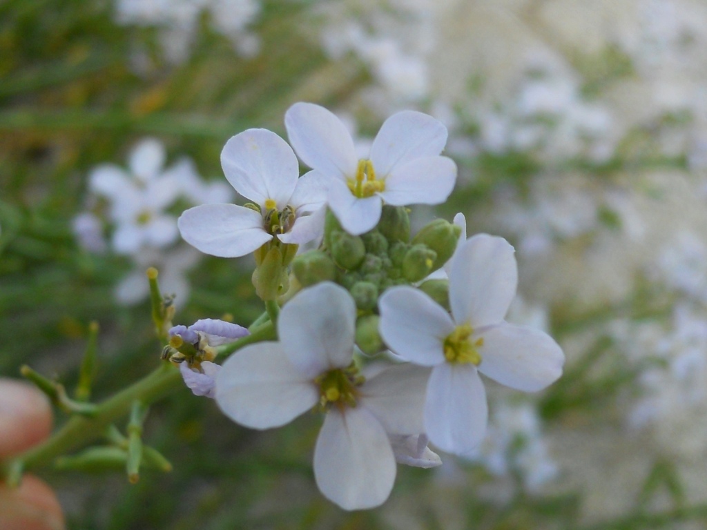 Fiore bianco 3 -  Cakile maritima